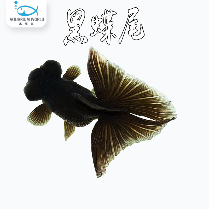 黑蝶尾金鱼水族观赏鱼冷水大眼水泡鹤顶红兰寿泰狮小金鱼活鱼耐养
