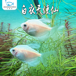 白衣天使仙观赏鱼热带淡水鱼天使鱼新手鱼好养神仙鱼玛丽米奇灯鱼