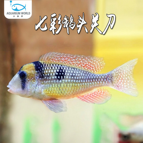 七彩鹅头关刀鱼热带淡水鱼
