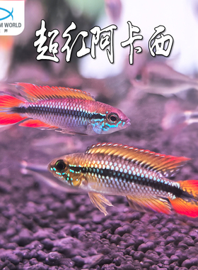 超红阿卡西短鲷鱼温和观赏鱼热带淡水鱼金波子蓝波子灯鱼天使鱼