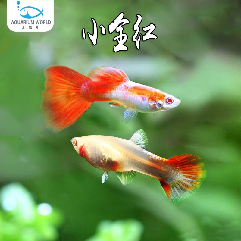 金粉小全红孔雀鱼胎生鱼淡水图片