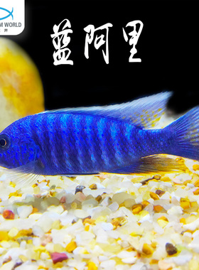 蓝阿里三湖慈鲷鱼热带鱼淡水新手鱼火鸟特蓝斑马非洲王子观赏鱼