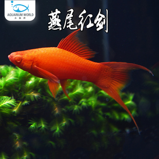 燕尾红剑水族鱼缸观赏鱼剑尾鱼胎生鱼淡水混养玛丽鱼米奇斑马鱼
