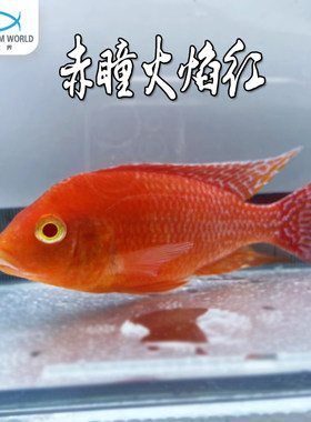 赤瞳火焰红三湖慈鲷鱼淡水观赏鱼