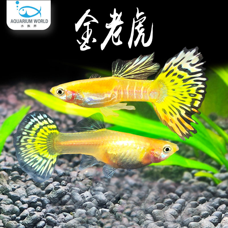 金老虎孔雀鱼纯种观赏鱼小型淡水好养热带鱼活体清道夫斑马鱼金鱼