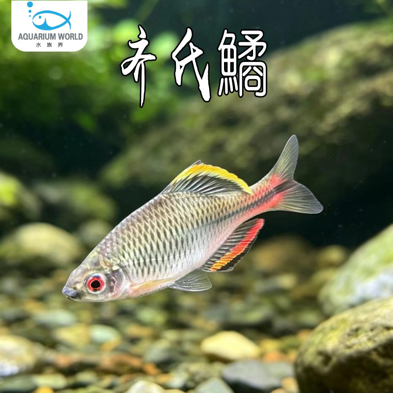 齐氏鱊原生冷水鱼鳑鲏溪流鱼越南鳑鲏彩虹精灵钻石彩虹鲫观赏淡水