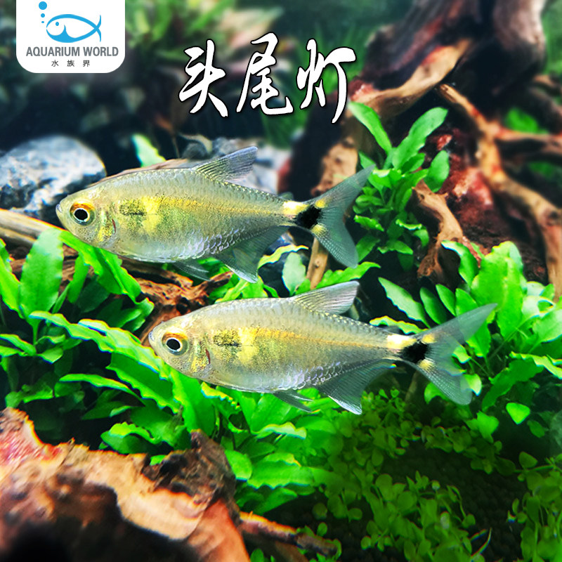头尾灯鱼水族鱼缸草缸观赏鱼热带鱼淡水小型鱼新手鱼天使鱼斑马鱼