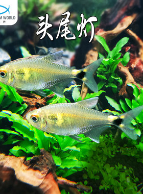 头尾灯鱼观赏鱼热带鱼淡水