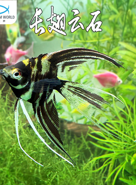 长翅云石神仙鱼观赏鱼淡水鱼燕鱼小鱼苗墨仙三色神仙天使孔雀米奇