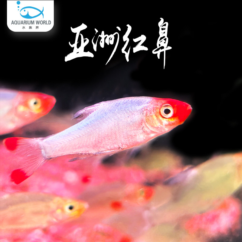 亚洲红鼻鱼灯鱼热带淡水鱼群游鱼正三角灯红鼻剪刀企鹅灯新手鱼