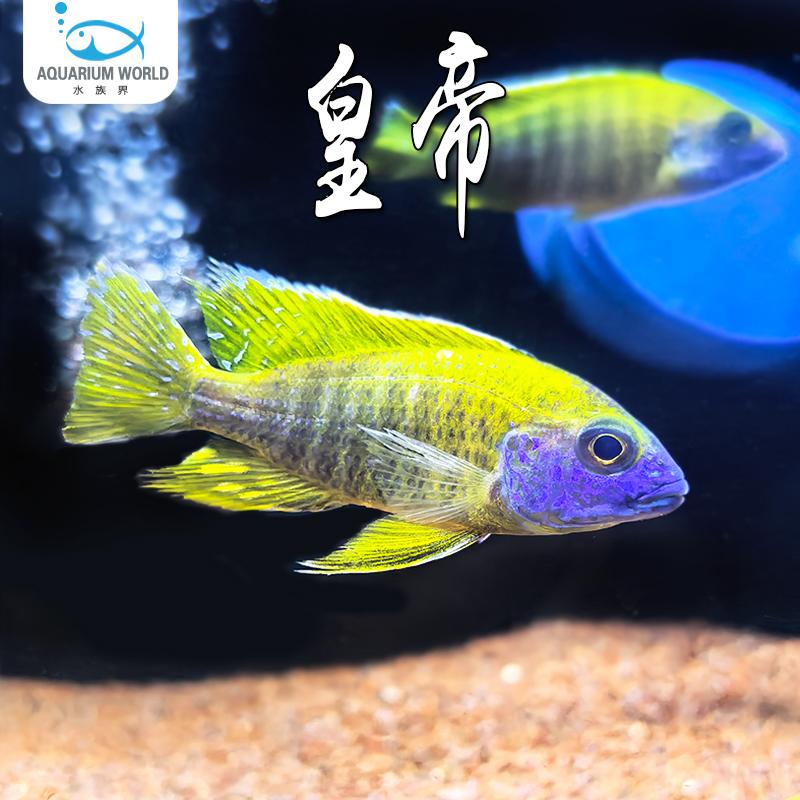 皇帝三湖慈鲷鱼淡水鱼热带观赏鱼好养活体龙血火焰红火鸟非洲王子