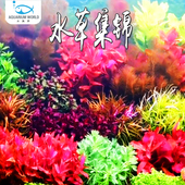 水草水族懒人易成景植物鱼缸造景装 饰净化水质前景后景真水草好养