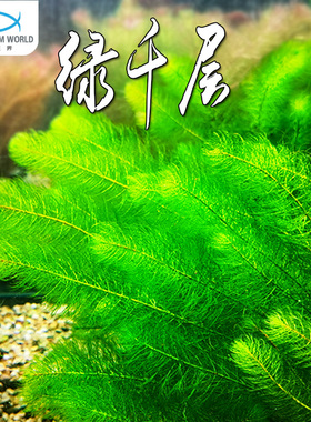 绿千层绿色真水草水族鱼缸造景装饰中后景淡水易活易成景新手可养
