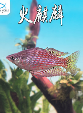 火麒麟新品观赏鱼热带鱼