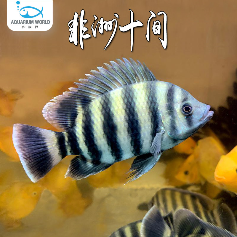 非洲十间鱼三湖慈鲷鱼观赏鱼水族热带鱼冷水淡水好养耐活短鲷鱼