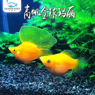 高帆金球玛丽鱼胎生鱼金银黑皮球热带观赏鱼孕母临产小型活体鱼