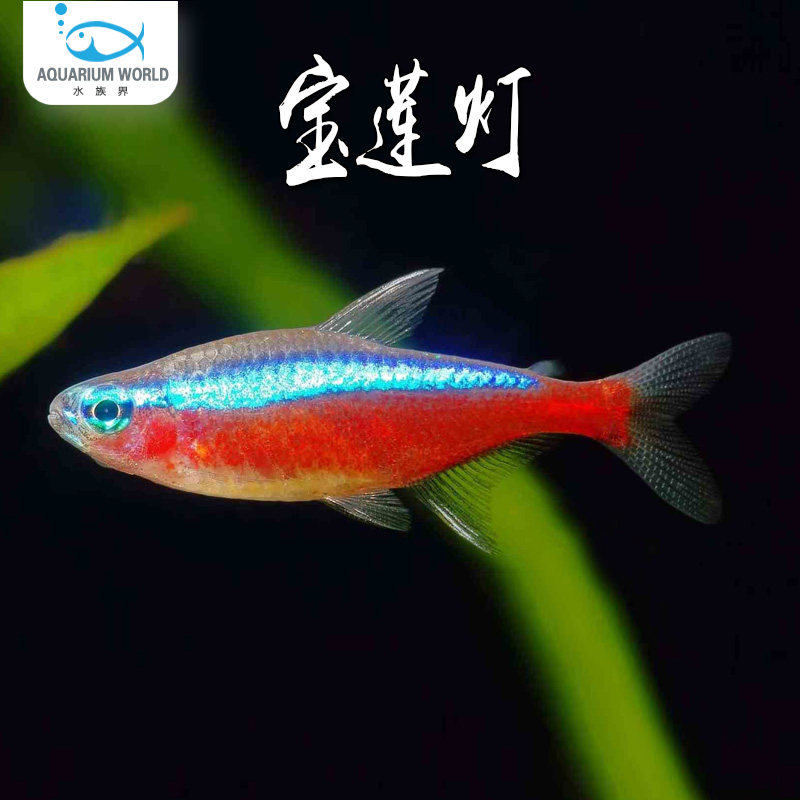 宝莲灯鱼灯科鱼红绿灯科鱼热带淡水观赏鱼小型水草群游斑马孔雀鱼