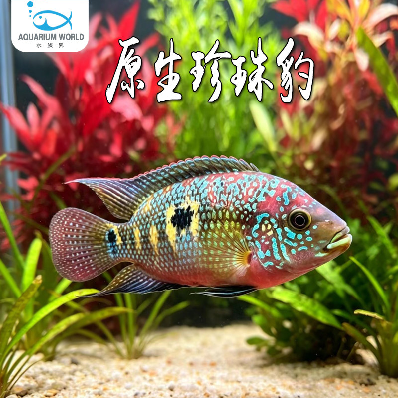 原生珍珠豹蓝钻珍珠短鲷鱼银河星钻血钻淡水鱼红尾皇冠球迷你鹦鹉