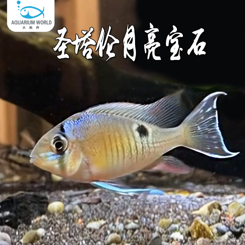 圣塔伦黄腹月亮宝石南美慈鲷观赏鱼热带淡水鱼温顺易养活体小型鱼