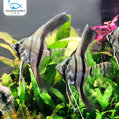 伊莎贝尔长翅神仙鱼热带鱼观赏鱼