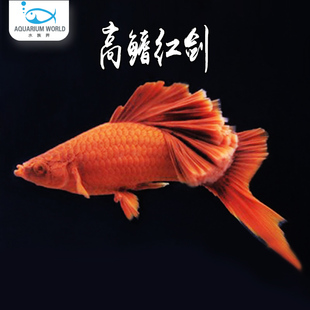 高鳍红箭胎生鱼剑尾鱼红剑水族鱼缸观赏鱼热带鱼淡水玛丽鱼米奇