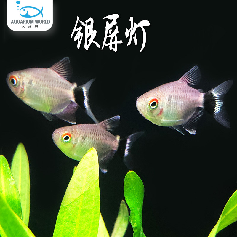 银屏灯鱼头尾灯淡水观赏鱼宠物鱼小型热带鱼灯科鱼新手易饲养群游