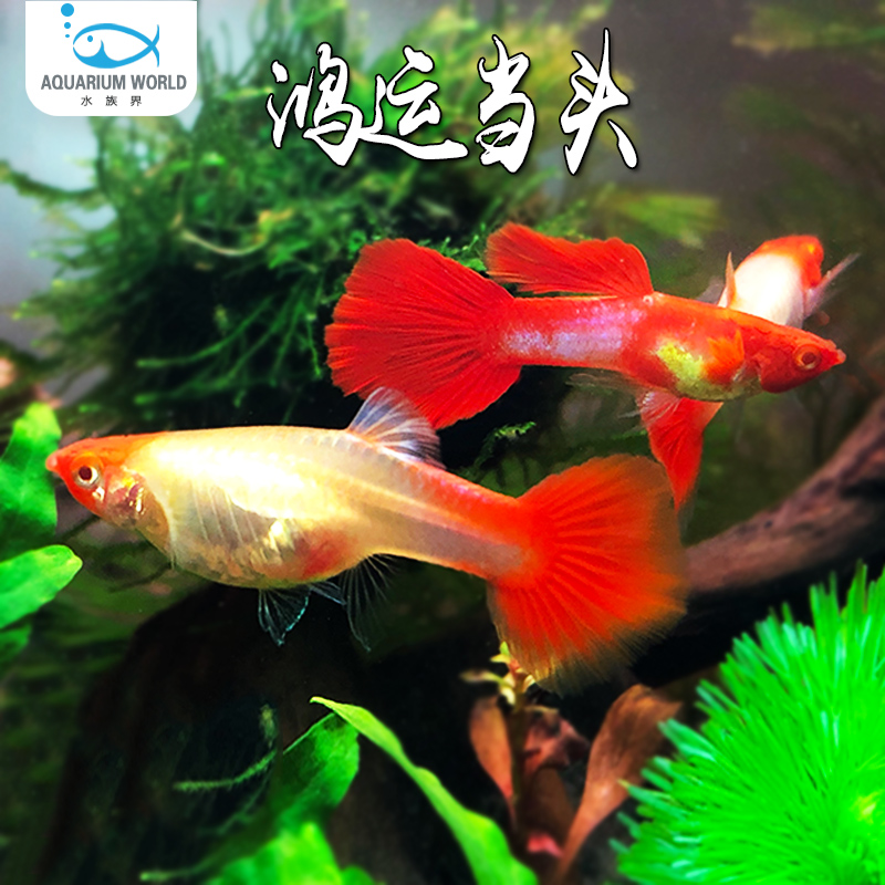 鸿运当头孔雀鱼热带鱼活体好养