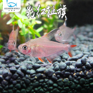 粉红扯旗梦幻大勾鳍灯鱼孔雀鱼热带鱼活体小型草鱼缸群游黑尾大勾