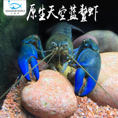 原生天空蓝鳌虾水族鱼缸观赏虾破坏者鳌虾活体纯种宠物鳌虾淡水