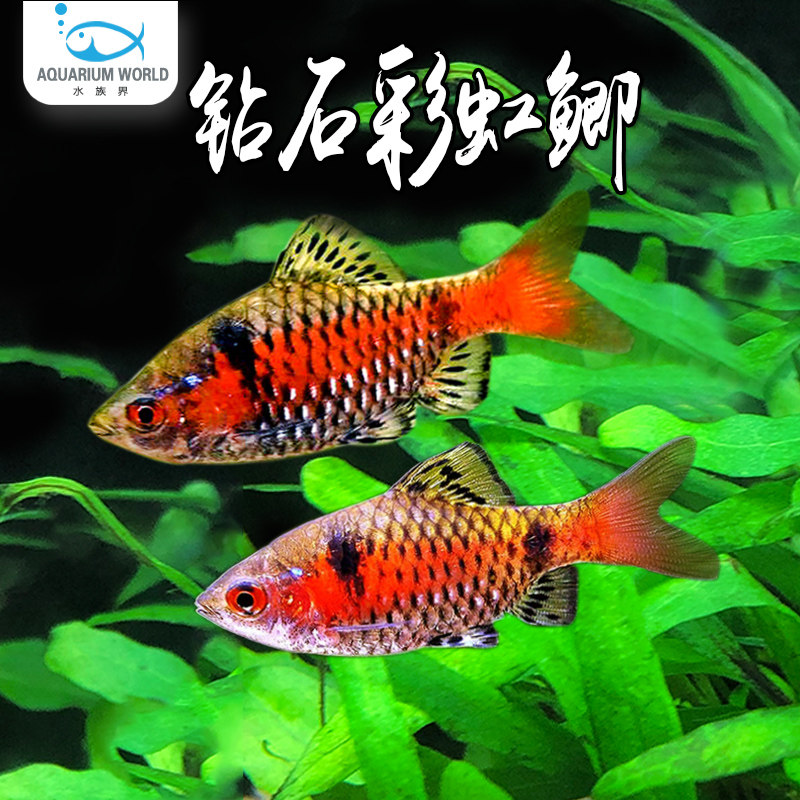 钻石彩虹鲫鱼泰国湄公河原生观赏宠物鱼冷水淡水卢伦小鲤彩虹精灵
