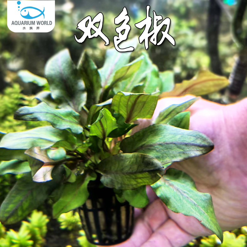 双色椒草真水草鱼缸造景装饰新手水草好养可绑沉木中后景绿宫廷草