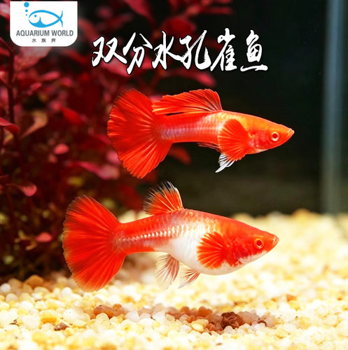 双分水孔雀鱼精品鸿运当头淡水