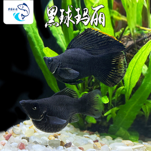 黑球玛丽热带鱼淡水观赏鱼胎生鱼可繁殖新手鱼天使鱼米奇孔雀斑马