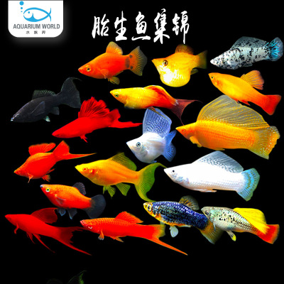 胎生鱼玛丽鱼玛丽球孕母鱼生小鱼