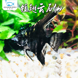短翅云石仙小型热带观赏鱼神仙鱼淡水活体红蓝魔鬼秘鲁埃及好养
