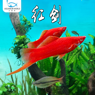 红剑胎生鱼热带淡水鱼苹果剑红白剑朱砂剑尾鱼观赏鱼天使玛丽新手