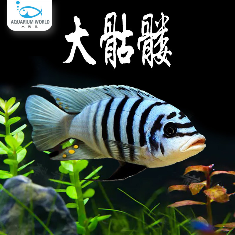 大骷髅三湖慈鲷鱼热带淡水鱼新手