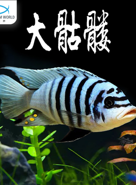 大骷髅三湖慈鲷鱼热带淡水鱼新手鱼特蓝斑马闪电战神白马王子观赏