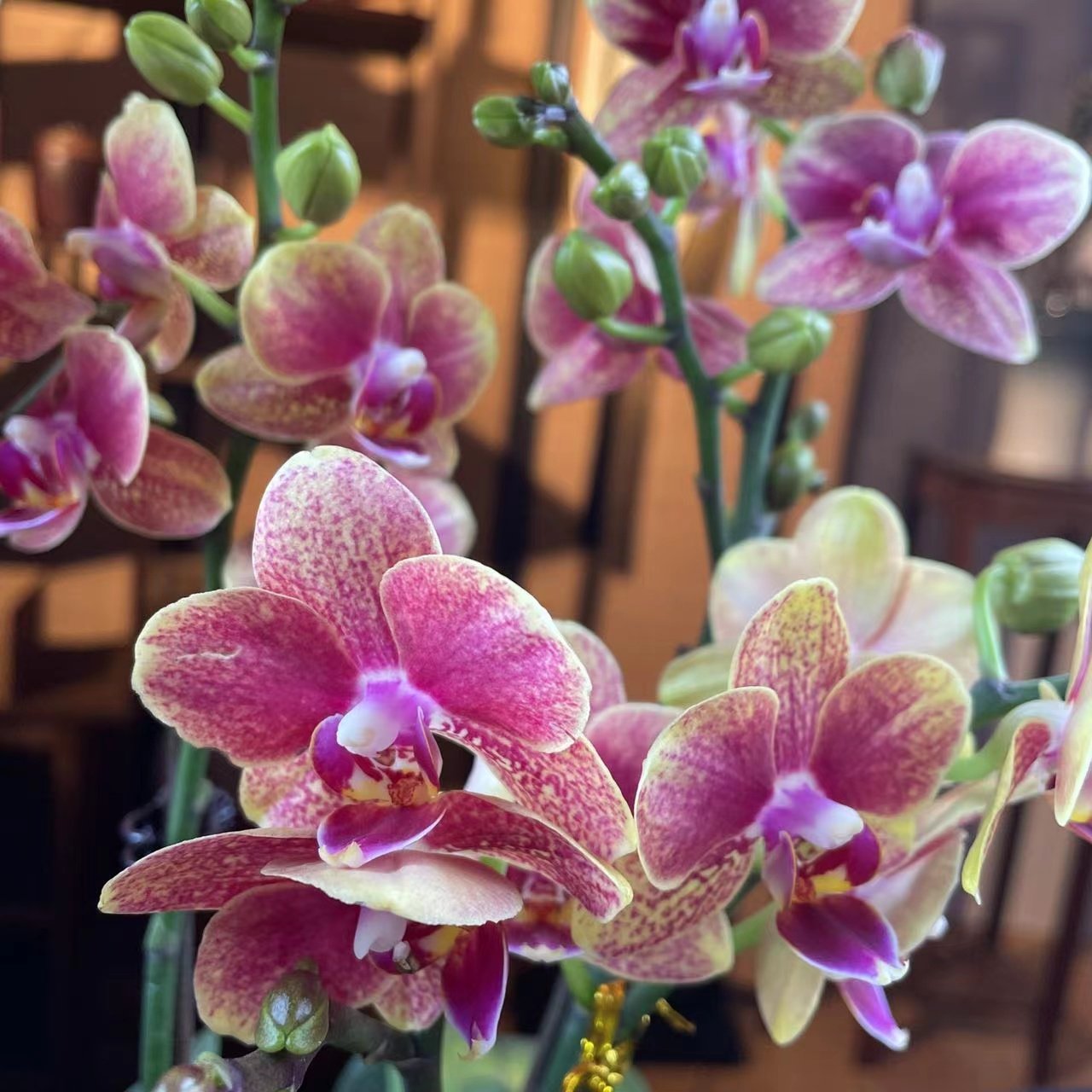 蝴蝶兰带花苞  金蝶【3苗5花剑】带盆室内四季开花好养活花卉