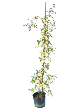 爬藤庭院木香花苗四季蔷薇