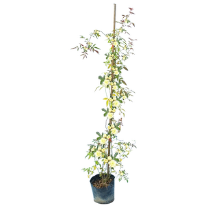 黄木香花苗爬藤植物重瓣红白木香树苗蔷薇四季开花卉阳台庭院盆栽