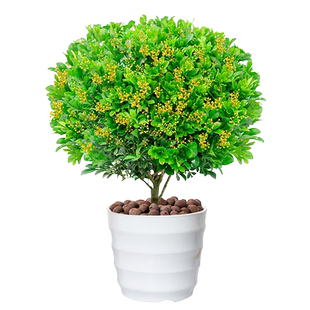 紫藤花树苗爬藤植物攀援花卉庭院围墙四季爬藤蔓藤紫藤萝花苗盆栽