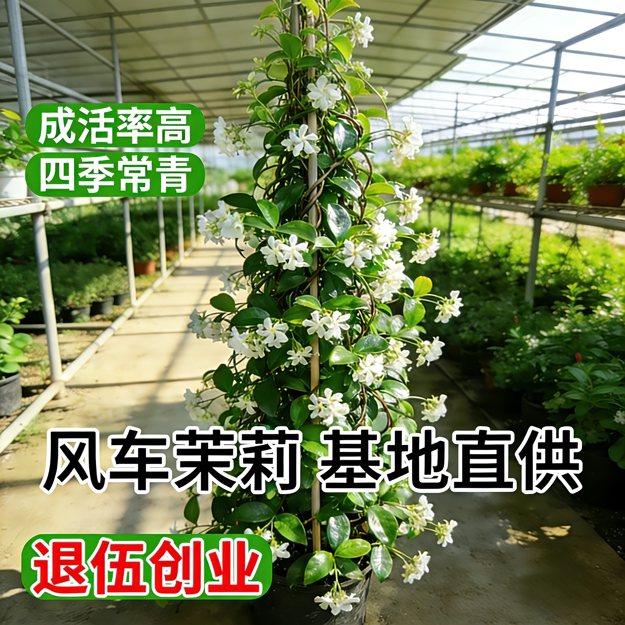 绿枝茵茉莉爬藤庭院四季观赏植物图片