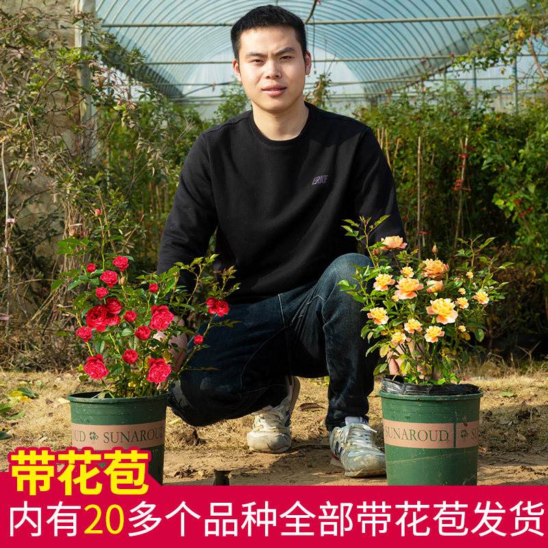 灌木月季果汁阳台庭院蔷薇