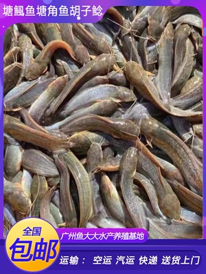 塘鲺鱼苗塘角鱼鱼苗淡水 养殖 食用本地塘鲺鲶鱼苗胡子鱼鱼苗