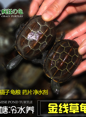 疯狂的龟 纯外塘苏北金线草龟活物小乌龟活体黑金草黑腹墨龟
