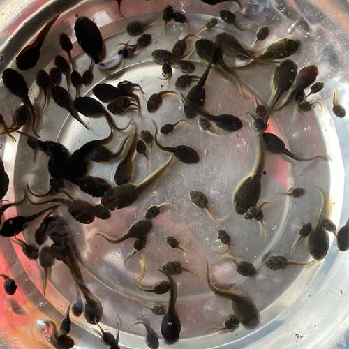 大苗4-6cm蝌蚪活物牛蛙蝌蚪宠物青蛙小蝌蚪找妈妈学生幼儿园蝌蚪