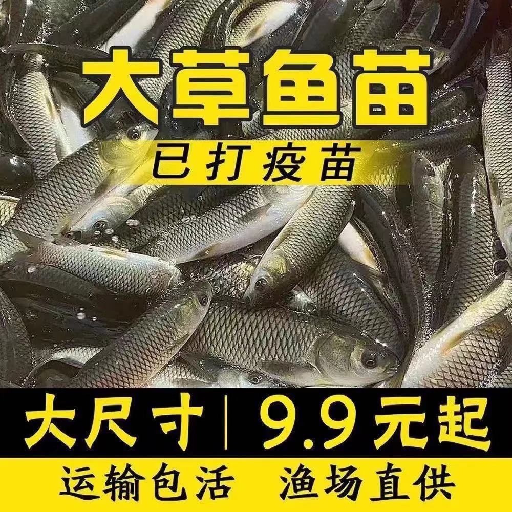 优质大种草鱼苗皖鱼苗鲫鱼苗罗非淡水活体养殖鱼苗苗包活包邮图片