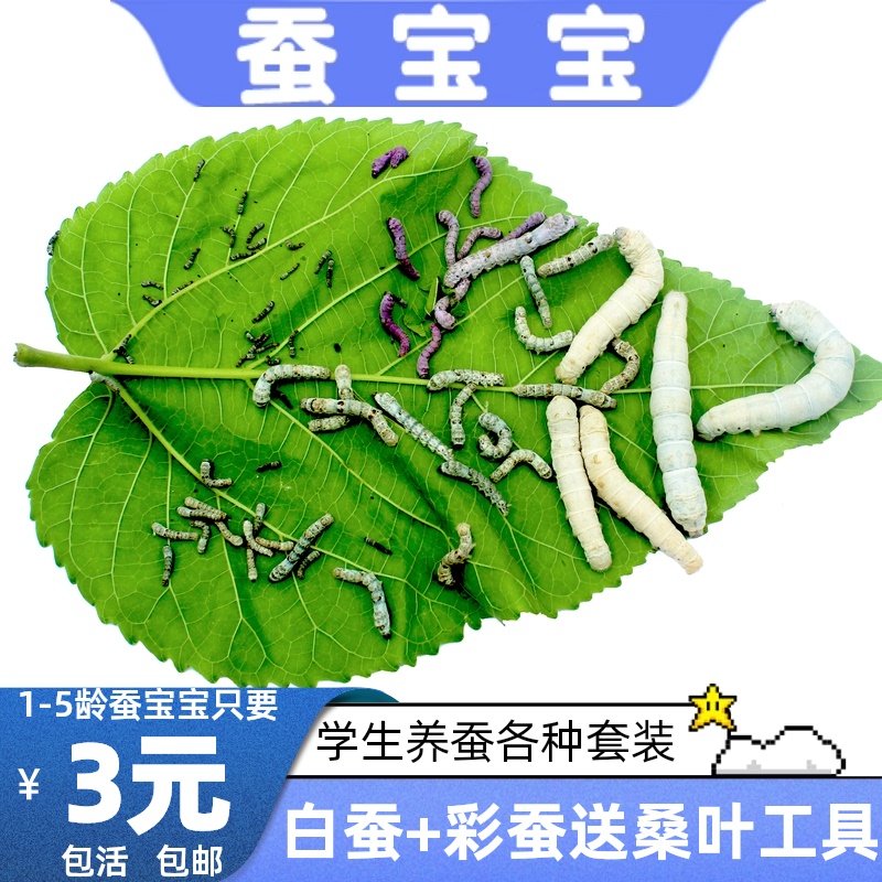 蚕宝宝活体小蚕1234龄蚕学生养蚕套装新鲜桑叶大巨蚕籽蚕卵送工具