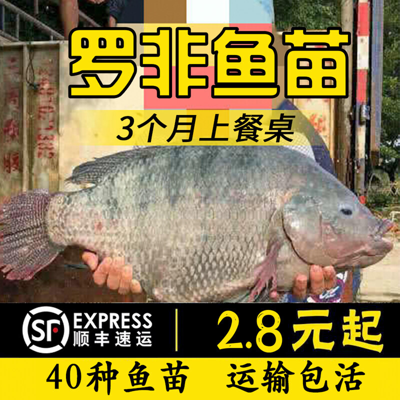 大品种罗非鱼苗单性非洲鲫福寿鱼淡水养殖活体饲料鱼鲫鱼包活
